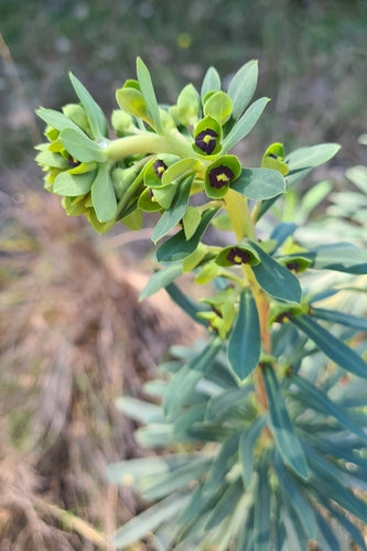 Euforbia mediterranea 'Black Bird' — Bild 3