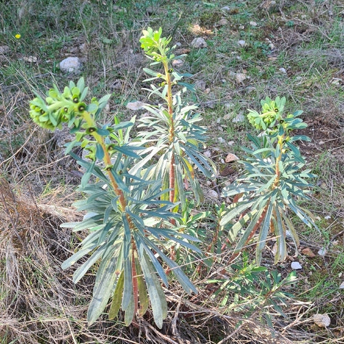 Euforbia mediterranea 'Black Bird' — Bild 2