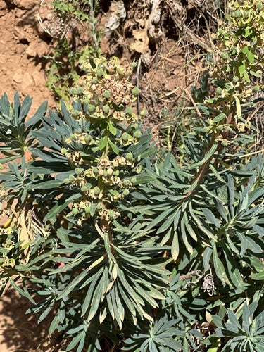 Euforbia mediterranea 'Black Bird' — Bild 5