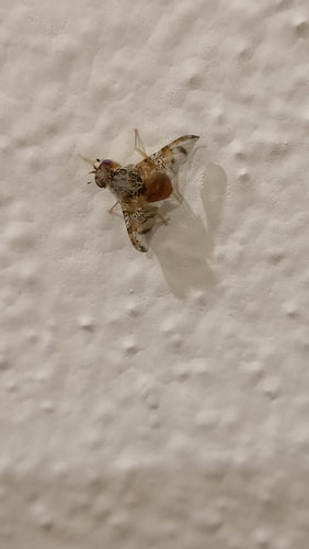 Mosca mediterranea della frutta — foto 1 di 50