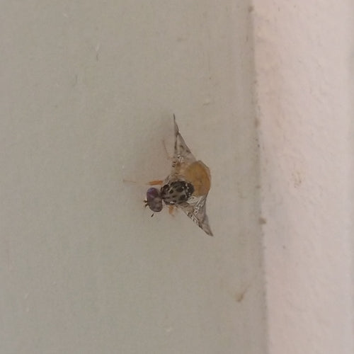 Mosca mediterranea della frutta — foto 5 di 50