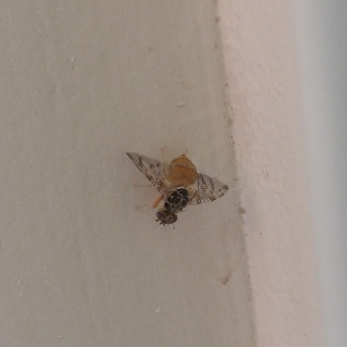Mosca mediterranea della frutta — foto 4 di 50