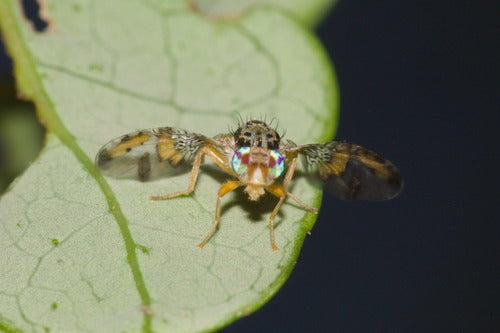 Mosca mediterranea della frutta — foto 3 di 50