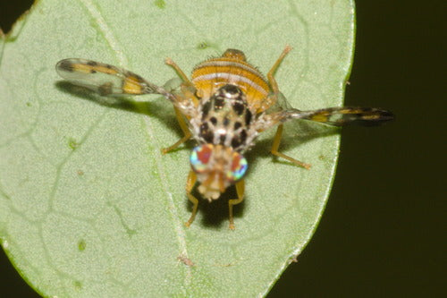 Mosca mediterranea della frutta — foto 2 di 50