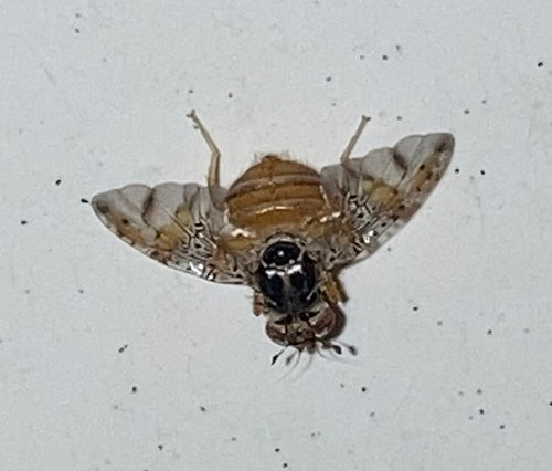 Mosca mediterranea della frutta — Bild 4