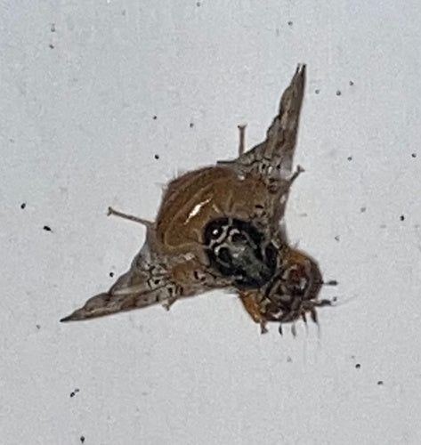 Mosca mediterranea della frutta — Bild 3