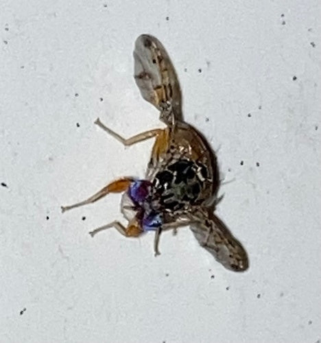 Mosca mediterranea della frutta — Bild 2