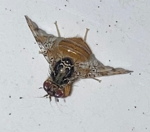 Mosca mediterranea della frutta — Bild 1