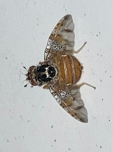 Mosca mediterranea della frutta — Bild 5