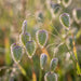 Blüte von Mittleres Zittergras (Briza media) in Nahaufnahme (KI-generiert)