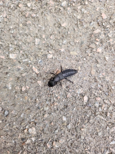 Scarabeo marciume — Bild 5