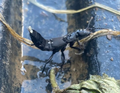 Scarabeo marciume — Bild 4