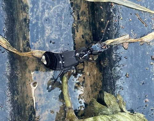 Scarabeo marciume — Bild 3