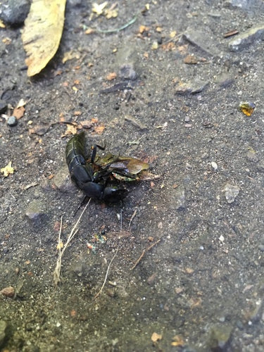 Scarabeo marciume — Bild 2