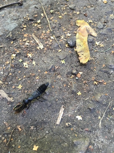 Scarabeo marciume — Bild 1