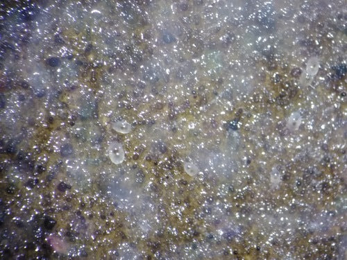 acaro della muffa — Bild 3