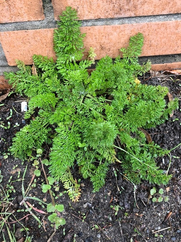 carota — Bild 3
