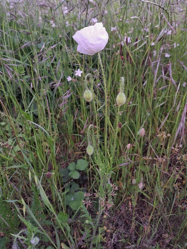 Papavero — Bild 4
