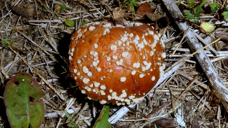 Monilia — foto 2 di 8