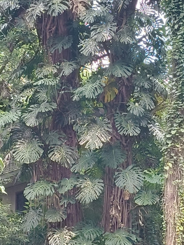 Monstera — Bild 2