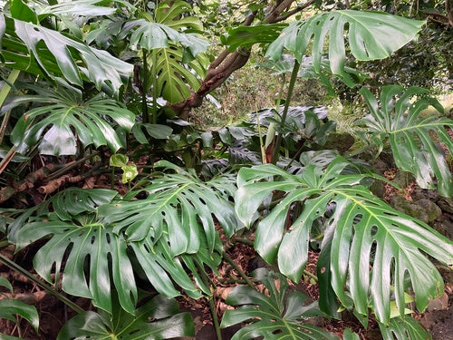 Monstera — Bild 5