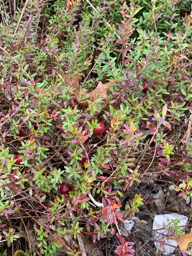 mirtillo — Bild 3