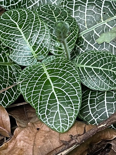 pianta del mosaico — Bild 2