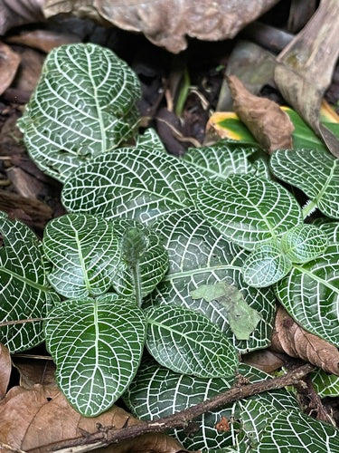 pianta del mosaico — Bild 1