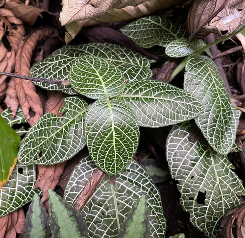 pianta del mosaico — Bild 3