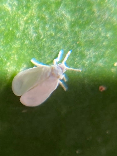 Cocciniglia di falena — Bild 4