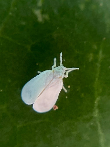Cocciniglia di falena — Bild 5