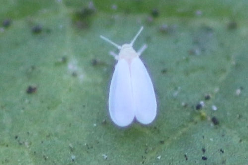 Cocciniglia di falena — Bild 2