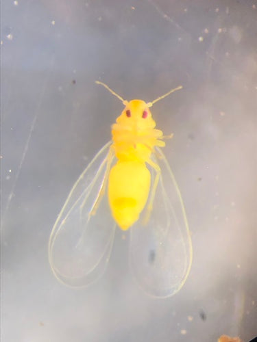 Cocciniglia di falena — Bild 3