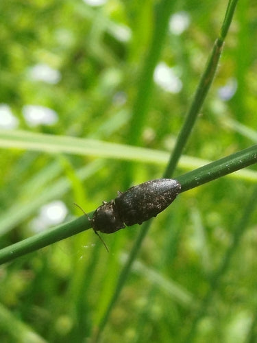 Mucor (muffa della testa) — Bild 4