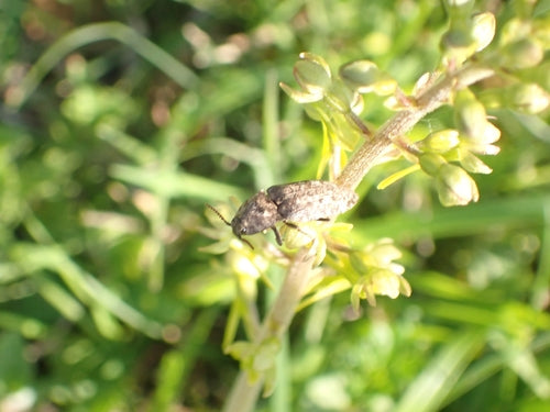 Mucor (muffa della testa) — Bild 5