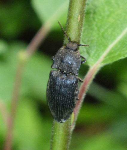 Mucor (muffa della testa) — Bild 2