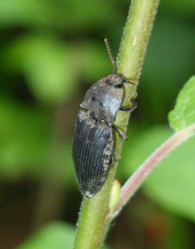 Mucor (muffa della testa) — Bild 1
