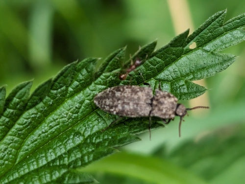 Mucor (muffa della testa) — Bild 3