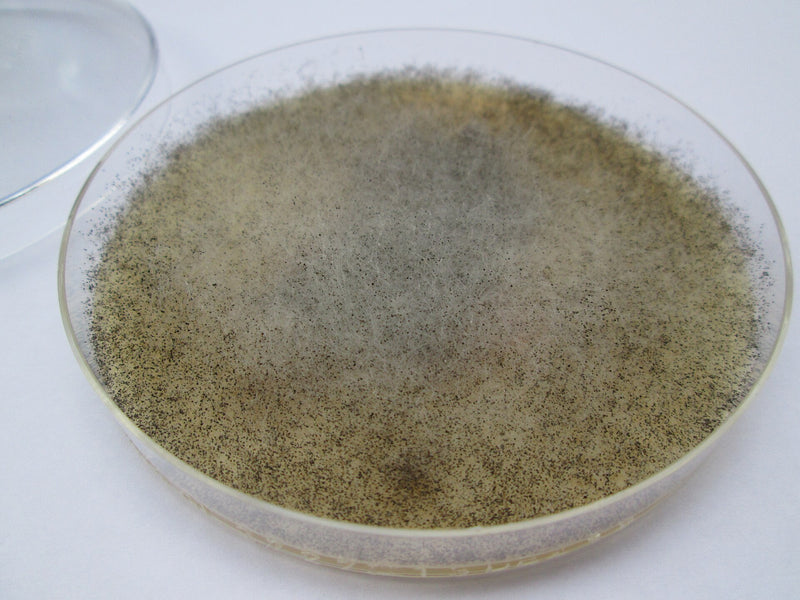 Mucor (muffa della testa) — foto 1 di 2