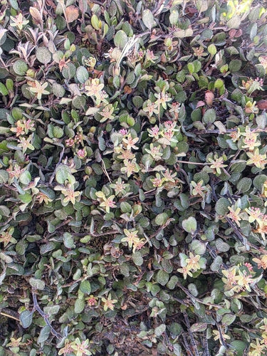 Muehlenbeckia — Bild 1
