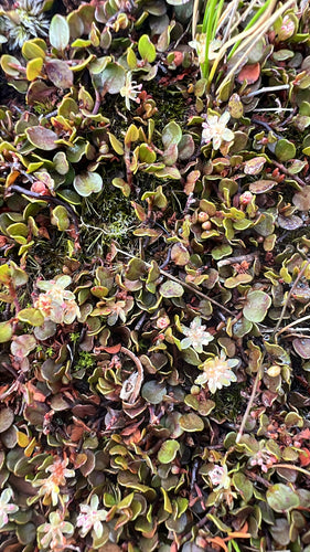 Muehlenbeckia — Bild 5