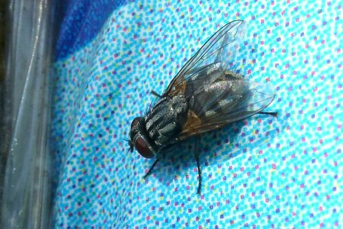 Musca Autunnalis — Bild 5