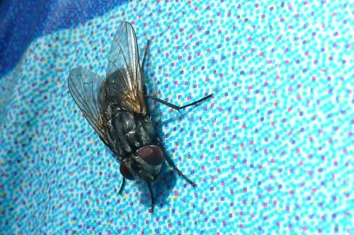 Musca Autunnalis — Bild 4
