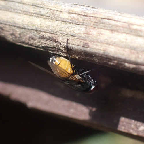 Musca Autunnalis — foto 3 di 9
