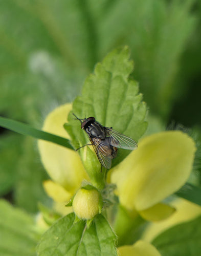 Musca Autunnalis — Bild 3
