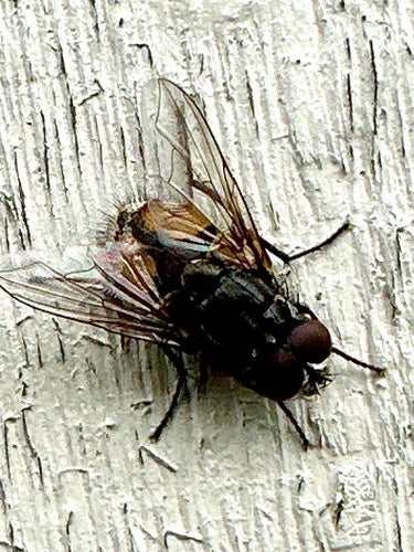 Musca Autunnalis — foto 2 di 9
