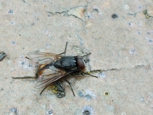 Musca Autunnalis — Bild 2
