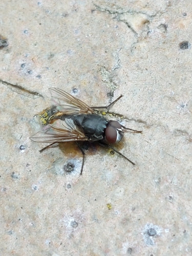 Musca Autunnalis — Bild 1