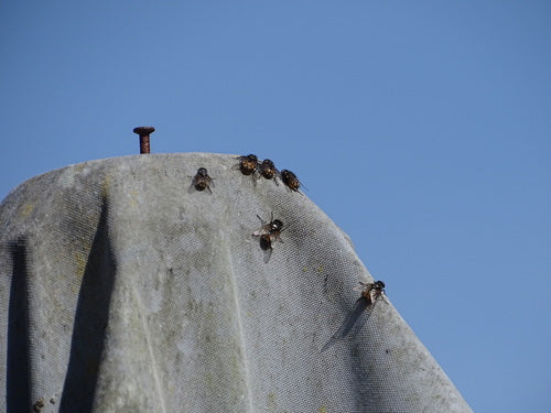 Musca Autunnalis — foto 5 di 9