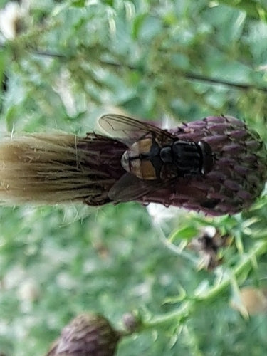 Musca Autunnalis — foto 4 di 9